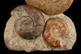 Tall, Jurassic Ammonite (Hammatoceras) Display - France #174930-1